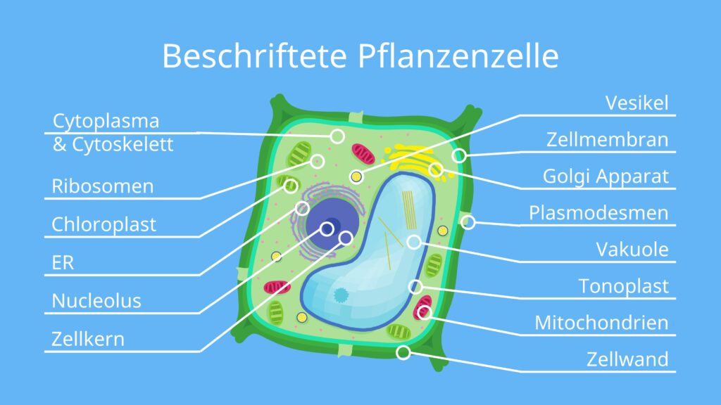 Pflanzenzelle