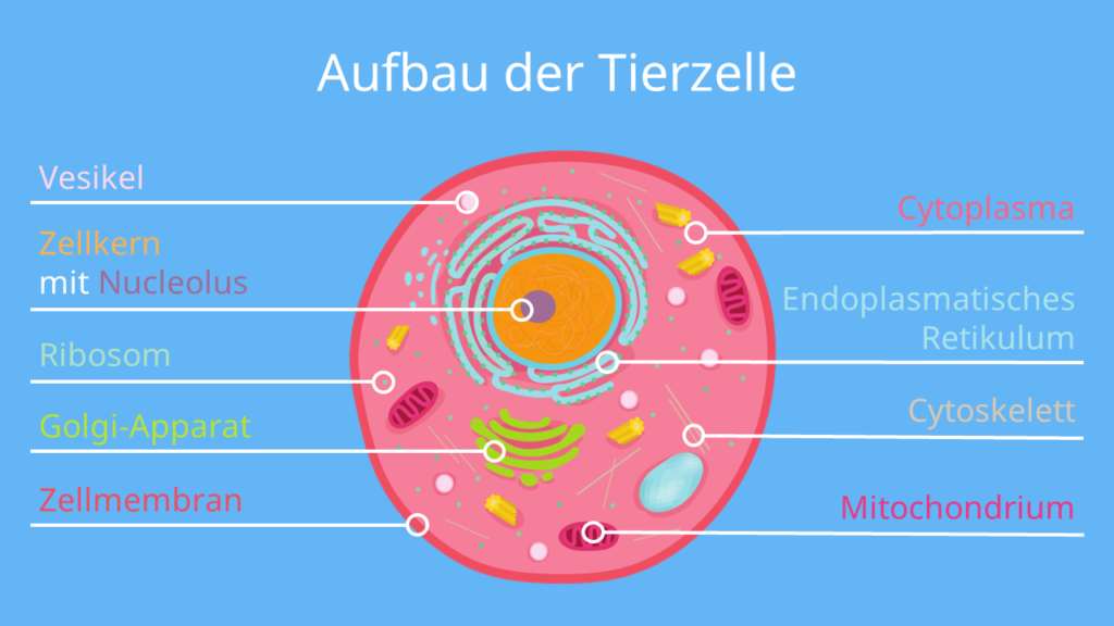 Tierzelle
